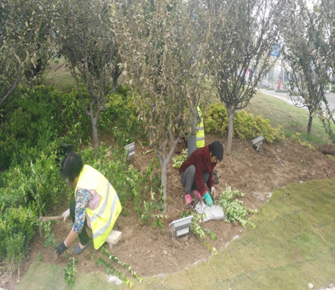 建發(fā)公司秋季綠化補植工作.JPG.png